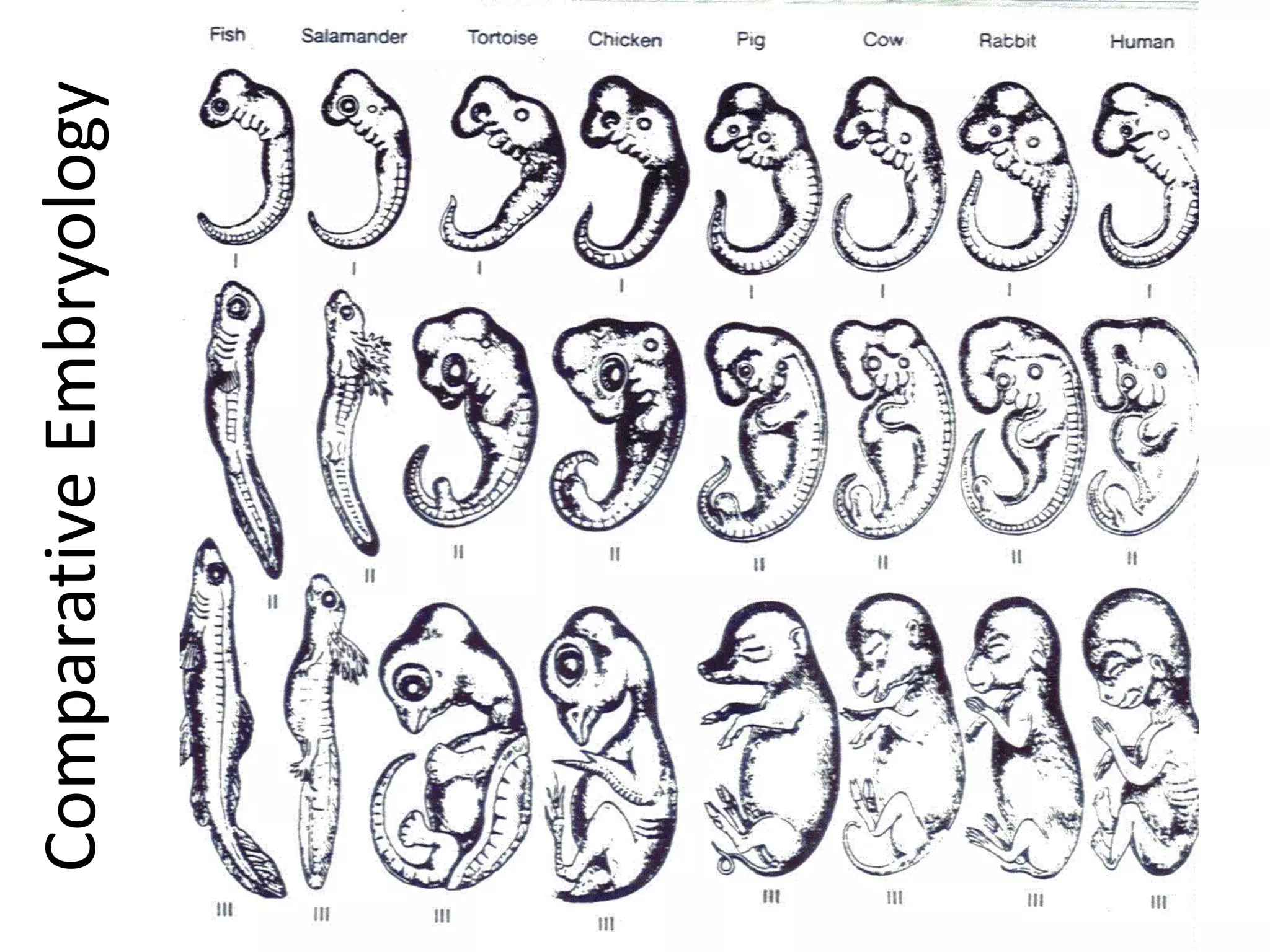 Comparative Embryology