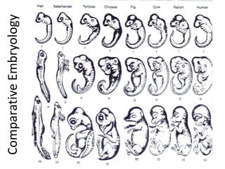 02 evidence of evolution embryology | PPTX