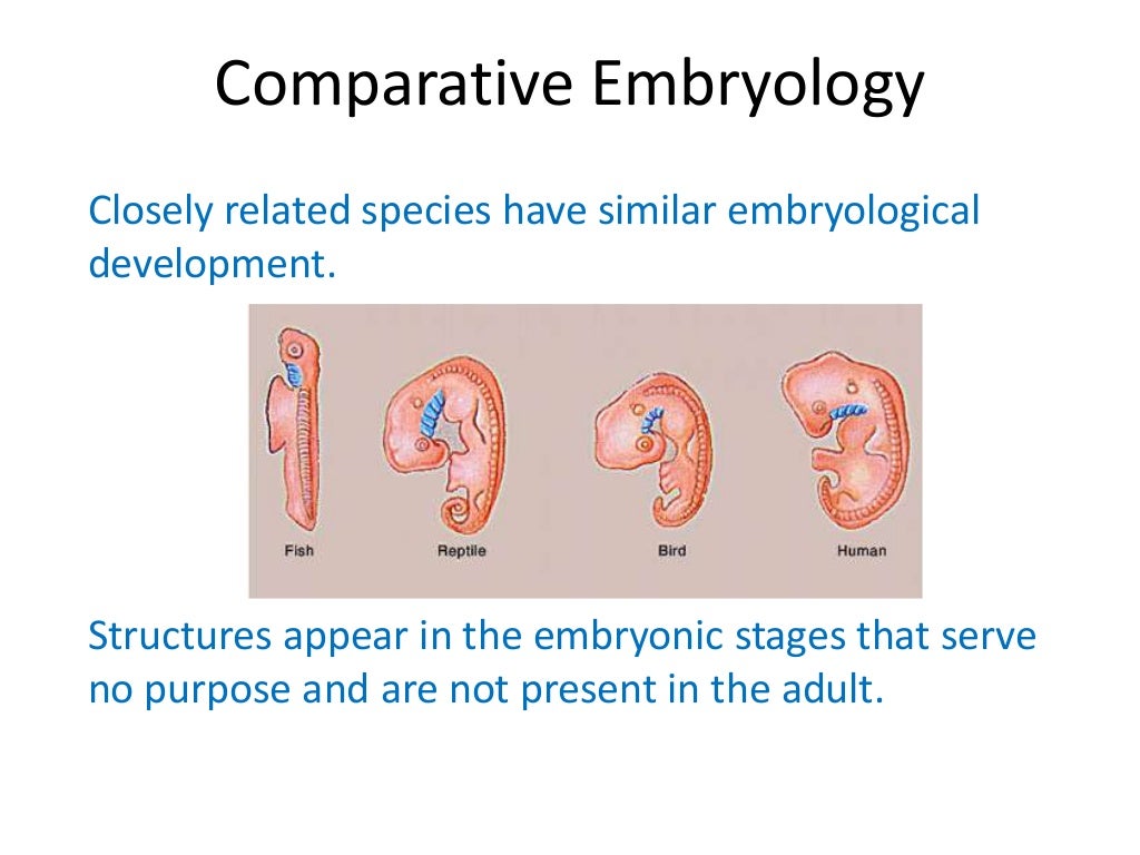 02 evidence of evolution embryology