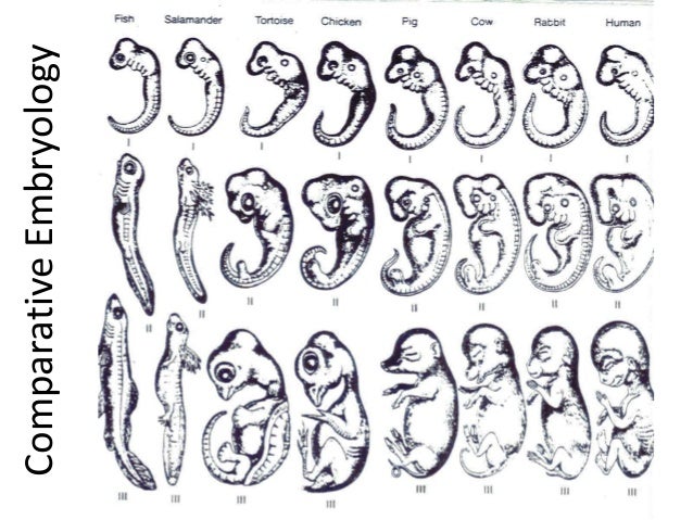 02 evidence of evolution embryology