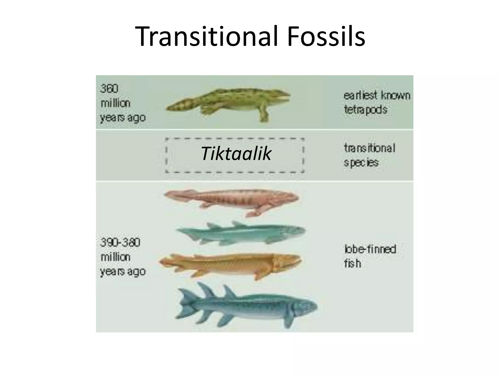 02 evidence of evolution fossils | PPTX