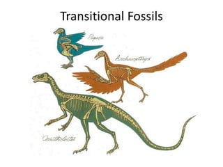 02 evidence of evolution fossils | PPTX