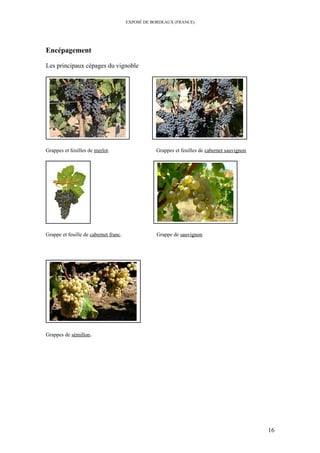 EXPOSÉ DE BORDEAUX (FRANCE)
Encépagement
Les principaux cépages du vignoble
Grappes et feuilles de merlot. Grappes et feuilles de cabernet sauvignon
Grappe et feuille de cabernet franc. Grappe de sauvignon
Grappes de sémillon.
16
 