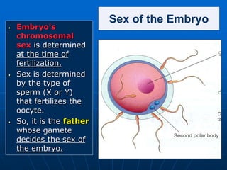 Sex of the Embryo
• Embryo's
chromosomal
sex is determined
at the time of
fertilization.
• Sex is determined
by the type of
sperm (X or Y)
that fertilizes the
oocyte.
• So, it is the father
whose gamete
decides the sex of
the embryo.
 