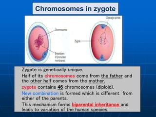 Chromosomes in zygote
• Zygote is genetically unique.
• Half of its chromosomes come from the father and
the other half comes from the mother.
• zygote contains 46 chromosomes (diploid).
• New combination is formed which is different from
either of the parents.
• This mechanism forms biparental inheritance and
leads to variation of the human species.
 