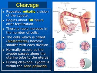 Cleavage
 Repeated mitotic division
of the zygote.
 Begins about 30 hours
after fertilization.
 There is rapid increase in
the number of cells.
 The cells which is called
(blastomeres) become
smaller with each division.
 Normally occurs as the
zygote passes along the
uterine tube to the uterus
 During cleavage, zygote is
within the zona pellucida.
 
