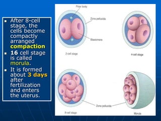  After 8-cell
stage, the
cells become
compactly
arranged
compaction
 16 cell stage
is called
morula.
 It is formed
about 3 days
after
fertilization
and enters
the uterus.
 