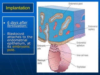 Implantation
 6 days after
fertilization:
 Blastocyst
attaches to the
endometrial
epithelium, at
its embryonic
pole.
 