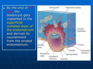  By the end of 7th
day, the
blastocyst gets
implanted in the
superficial
compact layer of
the endometrium
and derives its
nourishment
from the eroded
endometrium.
 