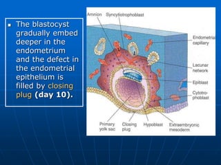  The blastocyst
gradually embed
deeper in the
endometrium
and the defect in
the endometrial
epithelium is
filled by closing
plug (day 10).
 
