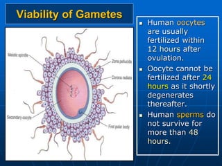 Viability of Gametes
 Human oocytes
are usually
fertilized within
12 hours after
ovulation.
 Oocyte cannot be
fertilized after 24
hours as it shortly
degenerates
thereafter.
 Human sperms do
not survive for
more than 48
hours.
 