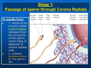 Stage 1:
Passage of sperm through Corona Radiata
It results from:
 1- Action of an
enzyme called
hyaluronidase
released from
the acrosome
of the sperm
which helps in
dispersal of
corona radiata
cells.
 2- Constant
propulsive force
of the sperm's
tail.
 
