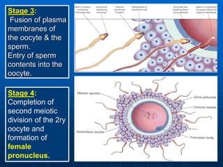 Stage 3:
Fusion of plasma
membranes of
the oocyte & the
sperm.
Entry of sperm
contents into the
oocyte.
Stage 4:
Completion of
second meiotic
division of the 2ry
oocyte and
formation of
female
pronucleus.
 