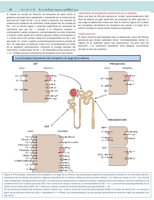 Cap 02 Fisiologia Renal Comprehensive Clinical Nephrology