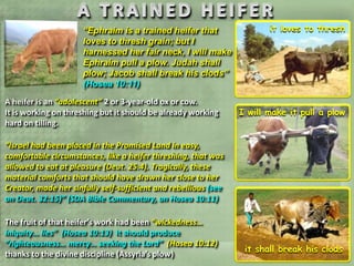“Ephraim is a trained heifer that
loves to thresh grain; but I
harnessed her fair neck, I will make
Ephraim pull a plow. Judah shall
plow; Jacob shall break his clods”
(Hosea 10:11)
A heifer is an “adolescent” 2 or 3-year-old ox or cow.
It is working on threshing but it should be already working
hard on tilling.

it loves to thresh

I will make it pull a plow

“Israel had been placed in the Promised Land in easy,
comfortable circumstances, like a heifer threshing, that was
allowed to eat at pleasure (Deut. 25:4). Tragically, these
material comforts that should have drawn her close to her
Creator, made her sinfully self-sufficient and rebellious (see
on Deut. 32:15)” (SDA Bible Commentary, on Hosea 10:11)
The fruit of that heifer’s work had been “wickedness…
iniquity… lies” (Hosea 10:13) It should produce
“righteousness… mercy… seeking the Lord” (Hosea 10:12)
thanks to the divine discipline (Assyria’s plow)

it shall break his clods

 
