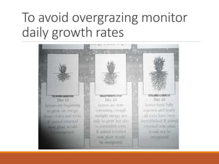 Grazing for Soil Health | PPTX