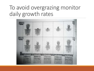 Grazing for Soil Health | PPTX
