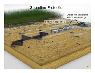 Shoreline Protection
Oyster reef treatments
reduce wave energy
Sediment deposition

 