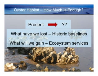 Oyster Habitat – How Much Is Enough?

Present

??

What have we lost – Historic baselines
What will we gain – Ecosystem se...
