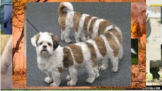 Trait Similarities
Notice that among related animals, general traits are similar.
(i.e. all of the Elephant varieties had 4 legs, a trunk and tusks)
But what if we COULD genetically alter a pet to produce a new
species with the traits of several species? What would your
ideal designer pet be??
 