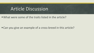 Article Discussion
What were some of the traits listed in the article?
Can you give an example of a cross-breed in this article?
 