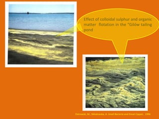 Effect of colloidal sulphur and organic
       matter flotation in the “Gilów tailing
       pond




Ostrowski, M., Skłodowska, A. Small Bacteria and Great Copper, 1996
 