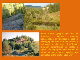 Mine dumps (gangue and ore) in
Grzmiąca.         Average        uranium
concentration in Grzmiąca deposit is
540mg/kg and total uranium content is
calculated at the level of 670 Mg.
Uranium concentration in wastes is
about 100 mg/kg. Uranium content in
other sandstone type deposits was
calculated at the level of 1100 Mg.
 