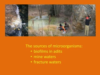 The sources of microorganisms:
  • biofilms in adits
  • mine waters
  • fracture waters
 