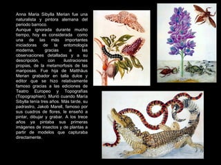Anna Maria Sibylla Merian fue una naturalista y pintora alemana del periodo barroco. Aunque ignorada durante mucho tiempo, hoy es considerada  como una de las más importantes iniciadoras de la entomología moderna, gracias a las observaciones detalladas y a su descripción, con ilustraciones propias, de la metamorfosis de las mariposas. Fue hija de Matthäus Merian grabador en talla dulce y editor que se hizo relativamente famoso gracias a las ediciones de Teatro Europeo y Topografías (Topographien). Murió cuando María Sibylla tenía tres años. Más tarde, su padrastro, Jakob Marell, famoso por sus cuadros de flores, le enseñó a pintar, dibujar y grabar. A los trece años ya pintaba sus primeras imágenes de insectos y de plantas a partir de modelos que capturaba directamente. 