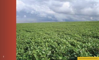 8
    Campo de sementes de soja sem presença de contaminante.
 
