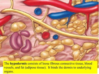 The hypodermis consists of loose fibrous connective tissue, blood vessels, and fat (adipose tissue).  It binds the dermis ...