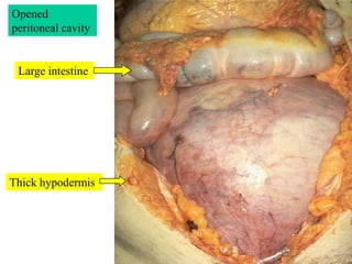 Opened peritoneal cavity<br />Large intestine<br />Thick hypodermis<br />