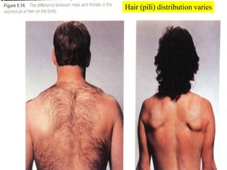 Hair (pili) distribution varies<br />