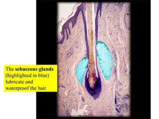 The sebaceous glands (highlighted in blue) lubricate and waterproof the hair<br />
