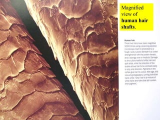 Magnified view of human hair shafts.<br />