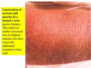 Contraction of arrector pili muscles in a human’s arm (goose bumps). This achieves neither increased size to frighten enem...