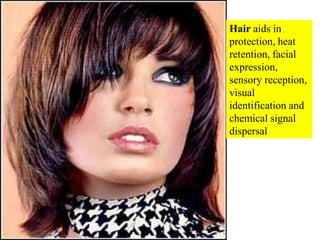 Hair aids in protection, heat retention, facial expression, sensory reception, visual identification and chemical signal d...