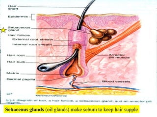 Sebaceous glands (oil glands) make sebum to keep hair supple<br />