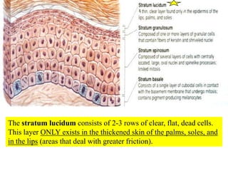 The stratum lucidum consists of 2-3 rows of clear, flat, dead cells.  This layer ONLY exists in the thickened skin of the ...