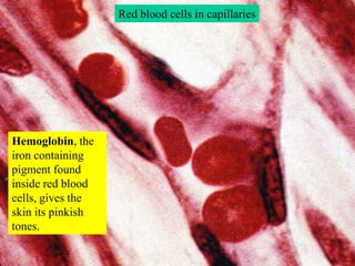 Red blood cells in capillaries<br />Hemoglobin, the iron containing pigment found inside red blood cells, gives the skin i...