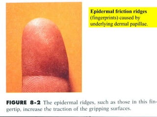 Epidermal friction ridges (fingerprints) caused by underlying dermal papillae.<br />