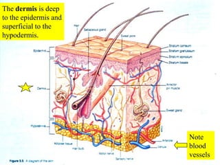 The dermis is deep to the epidermis and superficial to the hypodermis.<br />Note blood vessels<br />