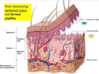 Note interlocking epidermal ridges and dermal papillae<br />