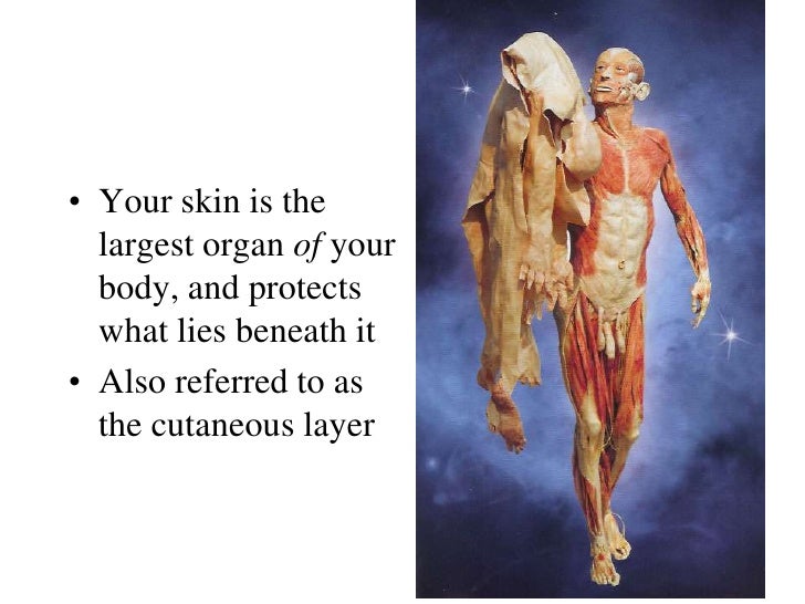 02 Integumentary System