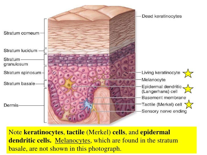 02 Integumentary System