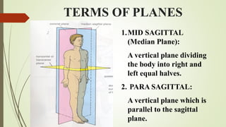 Halves Body Part 02 introduction to anatomy of the human body | PDF