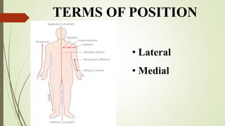 02 introduction to anatomy of the human body | PDF