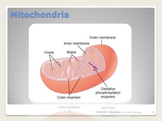 Mitochondria




               7/3/2010   Introduction to Human Phisiology   10
 