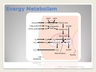 Energy Metabolism




                    7/3/2010   Introduction to Human Phisiology   11
 