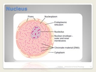 Nucleus




          7/3/2010   Introduction to Human Phisiology   12
 